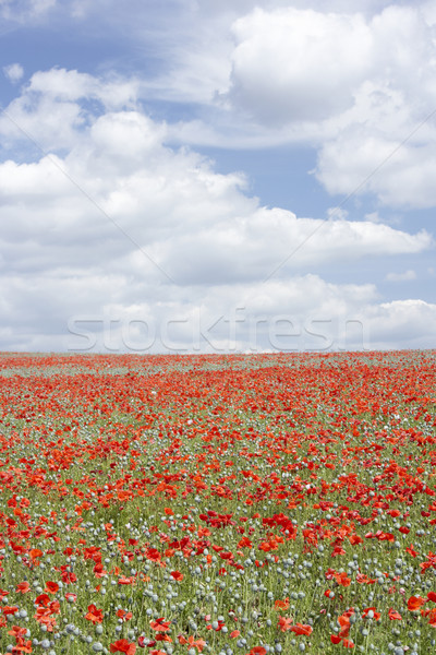 Poppies Stretching Across A Field Stock photo © monkey_business