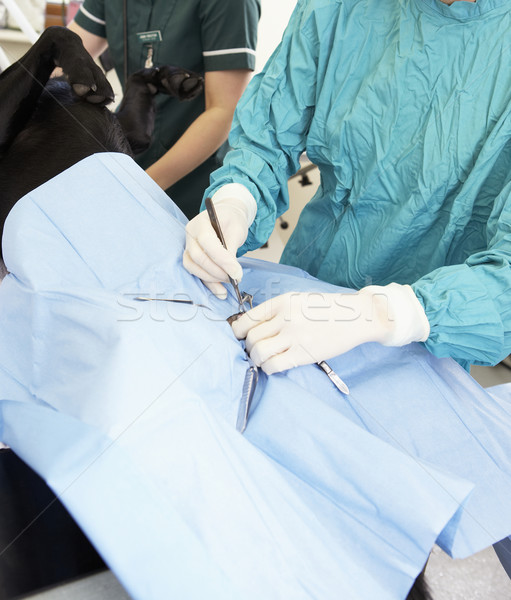 Vet Operating On Dog Stock photo © monkey_business