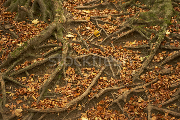 Tree Roots Protruding Through Autumn Leaves Stock photo © monkey_business