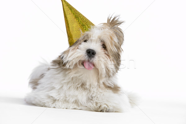 Stock photo: Lhasa Apso Dog Lying Down