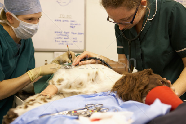 Câine chirurgie femeie femei asistentă femeie Imagine de stoc © monkey_business