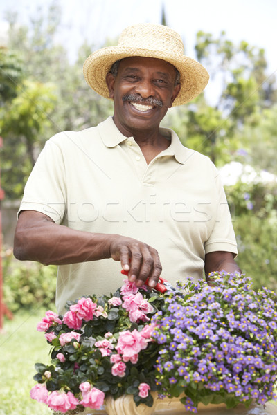 Senior Man Gardening Stock photo © monkey_business