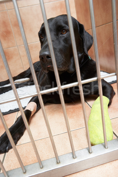 Dog In Cage Recovering From Foot Injury Stock photo © monkey_business