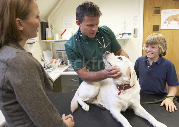 Junge Mutter Aufnahme Hund Prüfung Tierarzt Stock foto © monkey_business