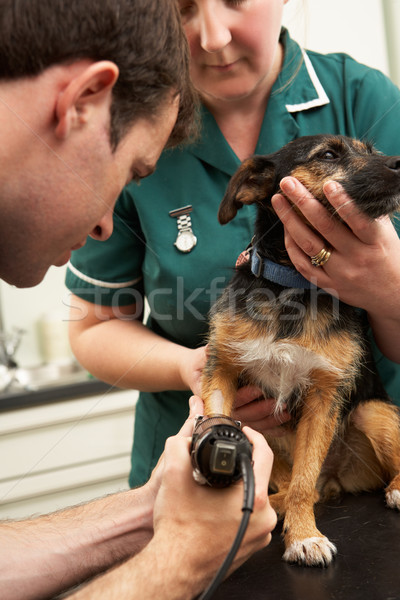 Stock photo: Male Veterinary Surgeon And Nurse Examining Dog In Surgery