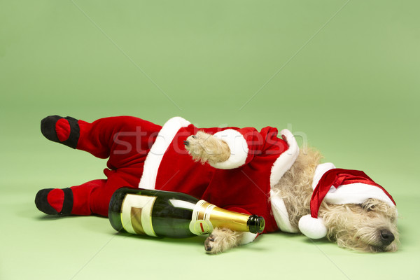 Samll Dog In Santa Costume Lying Down With Champagne Bottle Stock photo © monkey_business