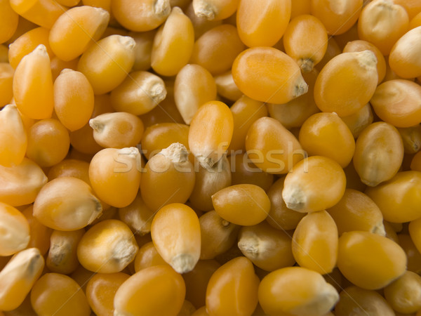 Stock photo: Popping Corn Maize Kernels