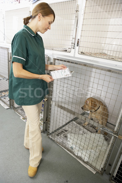 Vetinary Nurse Checking Sick Animals In Pens Stock photo © monkey_business