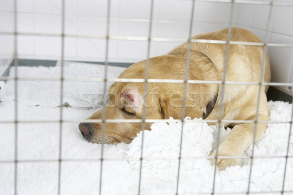 Cane pen triste animale malati pet Foto d'archivio © monkey_business