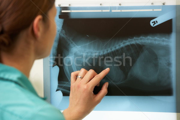 女 獸醫 外科醫生 檢查 X射線 手術 商業照片 © monkey_business