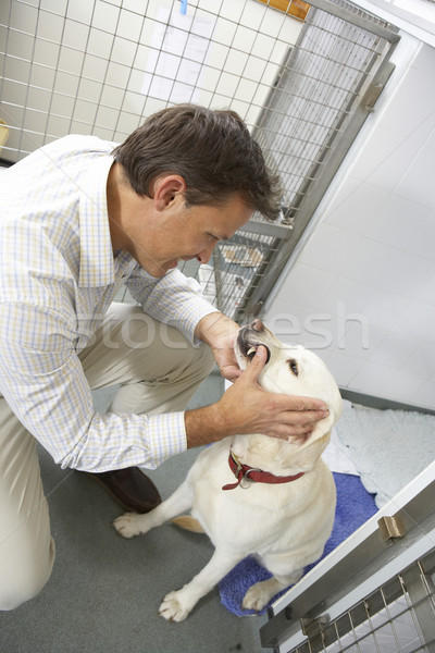 Vet Checking Dog In Pen Stock photo © monkey_business