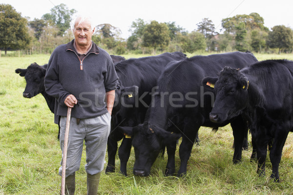 Farm Worker With Herd Of Cows Stock photo © monkey_business