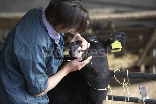 Veteriner çiftlik iş kadın hayvan Stok fotoğraf © monkey_business