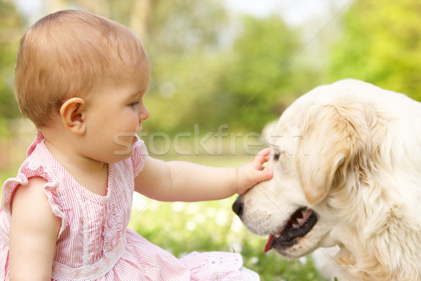 Baby Girl In Summer Dress Sitting In Field Petting Family Dog Stock photo © monkey_business