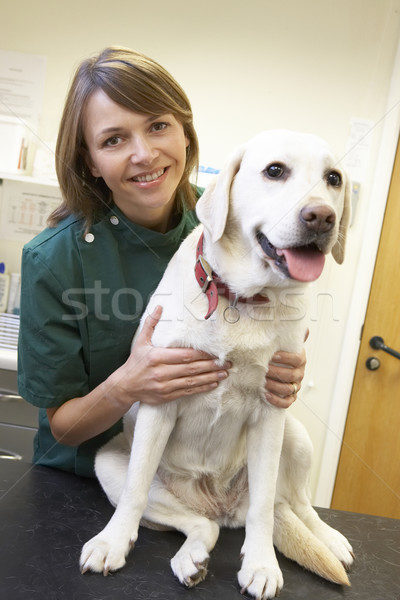 Stockfoto: Dierenarts · hond · chirurgie · glimlach · tabel · portret