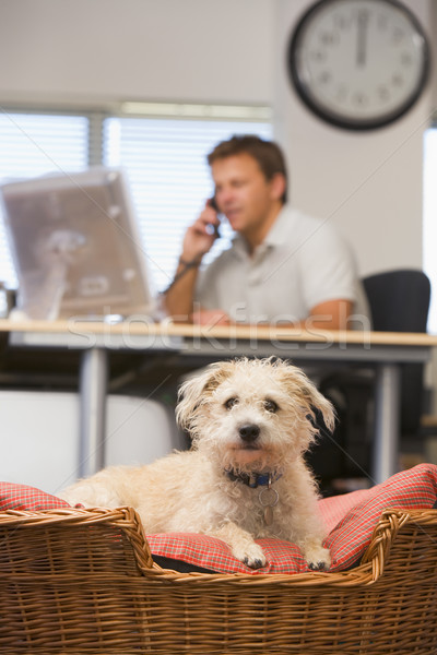 Foto stock: Perro · ministerio · del · interior · hombre · ordenador · mujer · casa