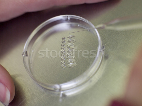Embryologist with egg and sperm in culture Stock photo © monkey_business