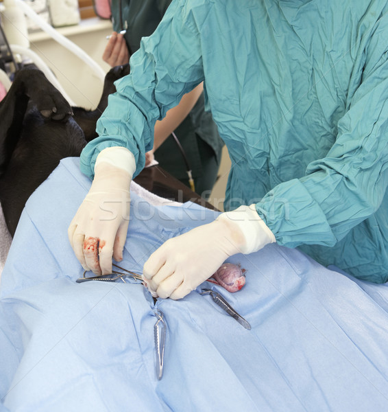 Vet Operating On Dog Stock photo © monkey_business