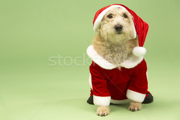Kis kutya mikulás jelmez kutya szín szín Stock fotó © monkey_business