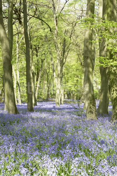 Bluebells Growing In Woodland Stock photo © monkey_business