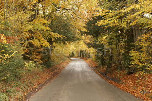 Vidéki út ősz fa út vidék szállítás Stock fotó © monkey_business