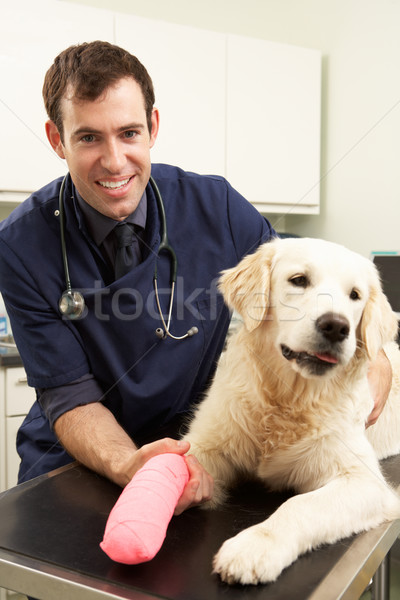 Mannelijke veeartsenijkundig chirurg hond chirurgie persoon Stockfoto © monkey_business