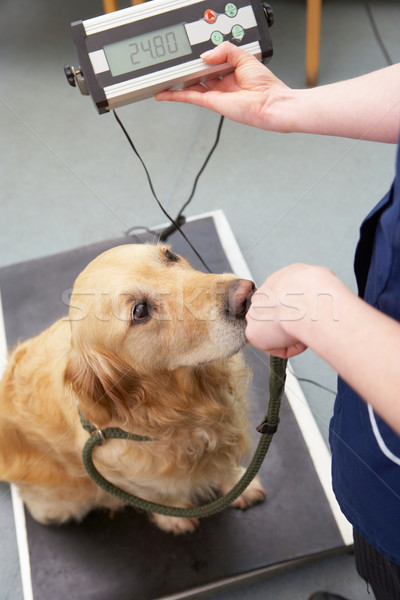 Stock photo: Veterinary Nurse Weighing Dog In Surgery