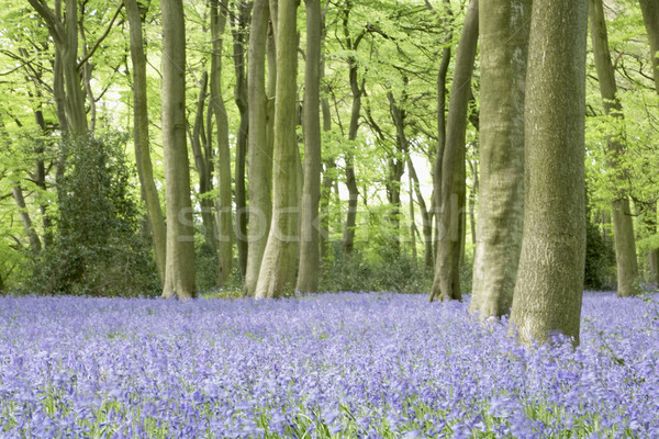 Groeiend boom bos natuur kleur Engeland Stockfoto © monkey_business
