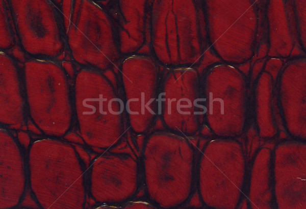 Foto stock: Vermelho · preto · crocodilo · couro · textura · moda