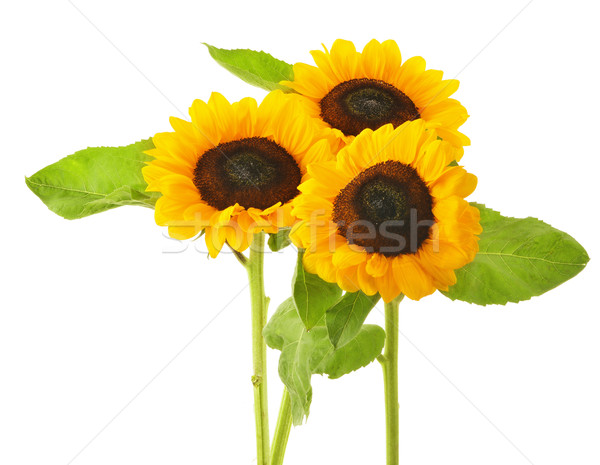 Tournesols isolé blanche beauté tournesol [[stock_photo]] © monticelllo