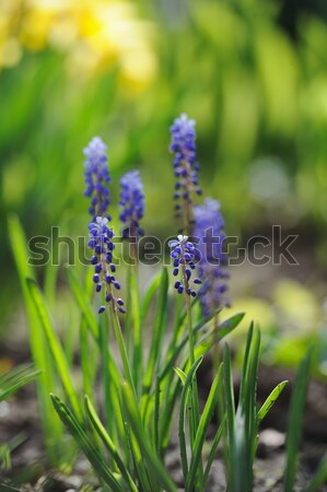 Muscari hyacinth in a de focused spring garden Stock photo © Moravska