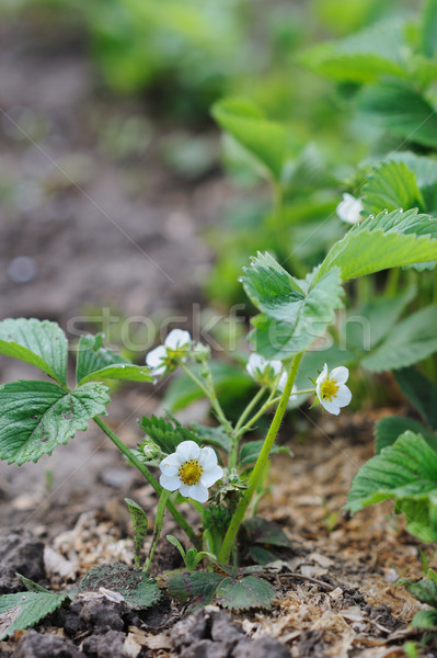 Organic strawberries growing on the garden Stock photo © Moravska