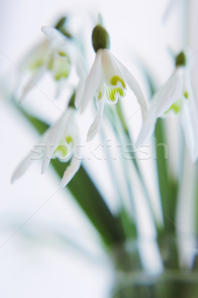 Bukiet szkła kwiat wiosną liści śniegu Zdjęcia stock © Moravska