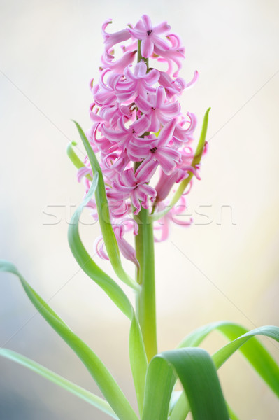 Colorful bouquet from beautiful pink hyacinth in blur Stock photo © Moravska