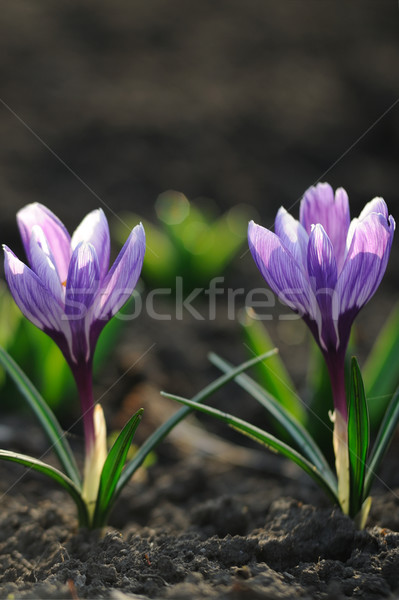 Crocus flower in the field Stock photo © Moravska