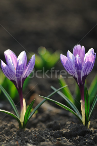 Foto stock: Açafrão · primavera · grama · verde · inverno