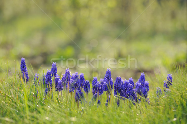Hiacynt wiosną ogród kwiat trawy charakter Zdjęcia stock © Moravska