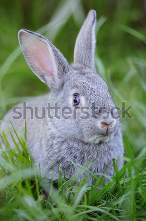 Szary baby królik trawy gospodarstwa zwierząt Zdjęcia stock © Moravska