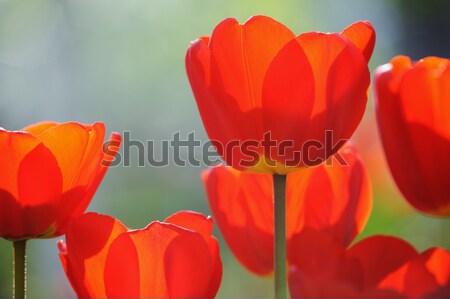 Beautiful blooming tulips field in spring Stock photo © Moravska