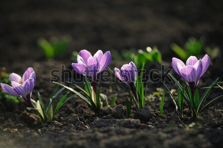 Crocus flower in the field Stock photo © Moravska
