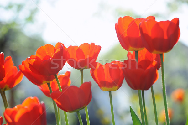 Beautiful tulips field in spring time with sun rays Stock photo © Moravska