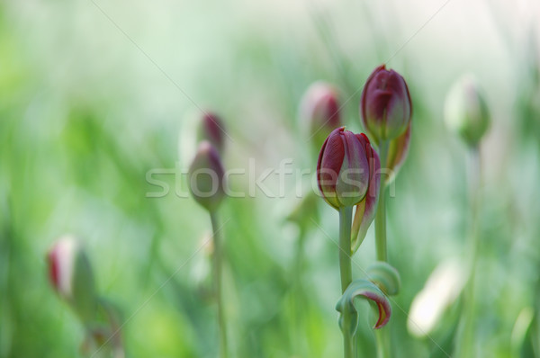 Beautiful blooming tulips field in spring Stock photo © Moravska