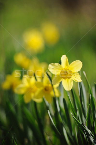 Beautiful yellow narcissus in spring garden Stock photo © Moravska