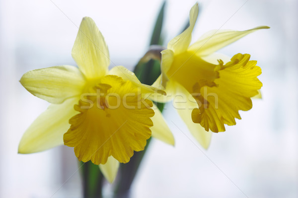 Closeup beautiful yellow narcissus bouquet Stock photo © Moravska