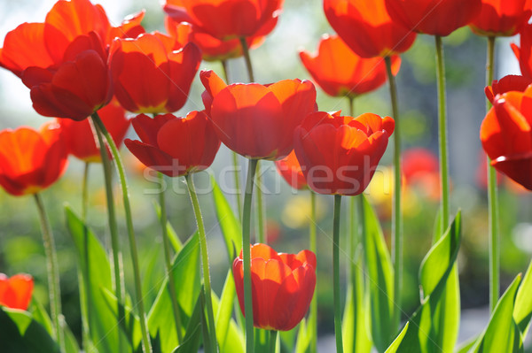 Beautiful tulips field in spring time with sun rays Stock photo © Moravska