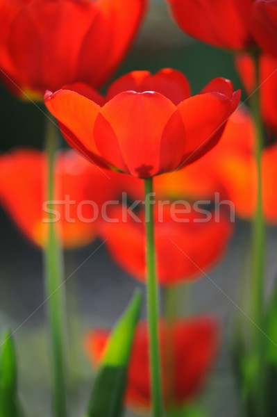 Stock photo: Beautiful blooming tulips field in spring