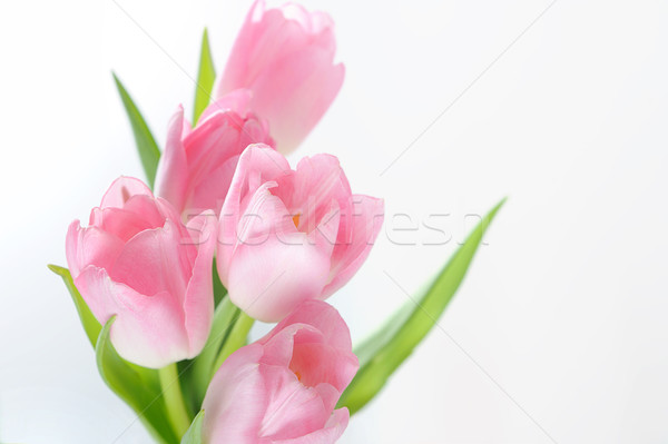 Bouquet of the fresh pink tulips Stock photo © Moravska