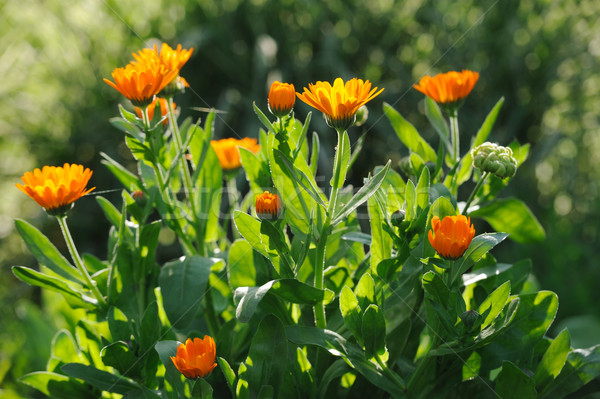 Beautiful herbal calendula field in spring time with sun rays Stock photo © Moravska