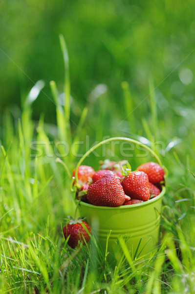 Strawberry bucket placed on the grass Stock photo © Moravska
