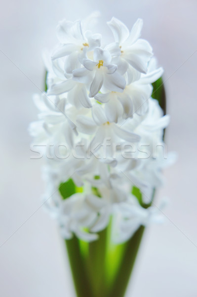 Piękna biały hiacynt Wazon okno kwiat Zdjęcia stock © Moravska